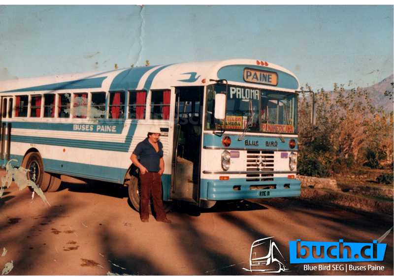 Buses Paine Blue Bird