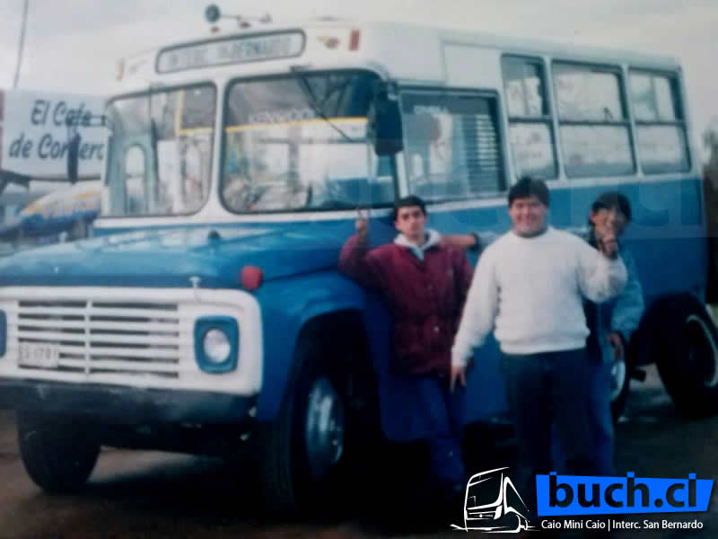 San Bernardo Mini Caio